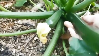Vegetarian Lover